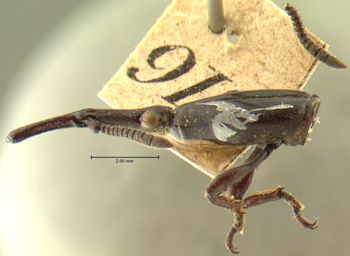 Media type: image;   Entomology 19651 Aspect: head lateral view